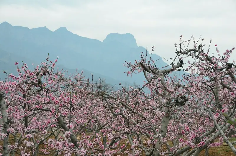 杨和寺满园春色桃花开