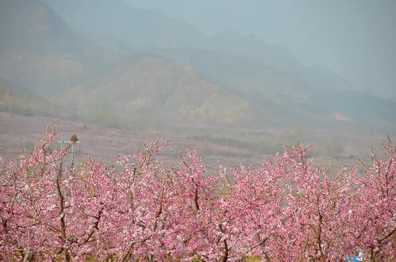 杨和寺满园春色桃花开