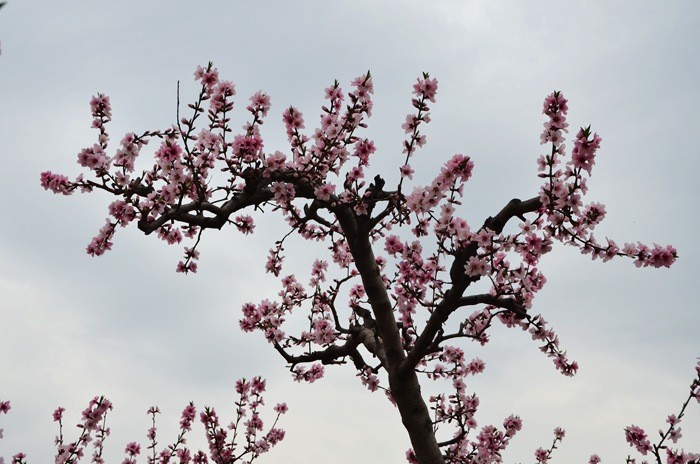 杨和寺满园春色桃花开