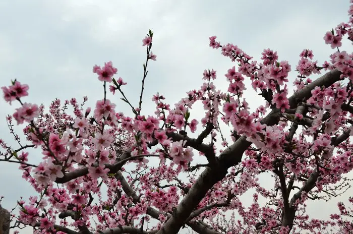 杨和寺满园春色桃花开