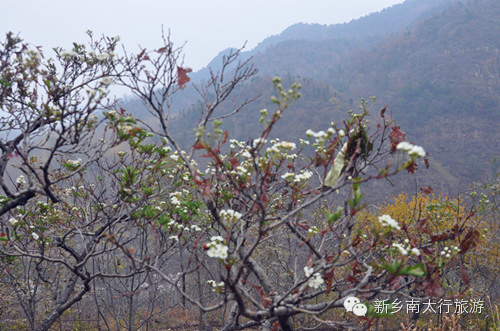 奇！山楂树这时候开花