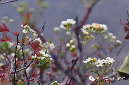 奇！山楂树这时候开花