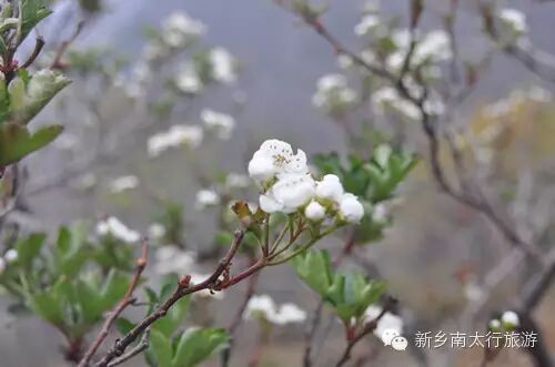 奇！山楂树这时候开花