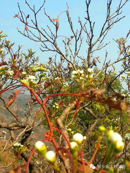 奇！山楂树这时候开花