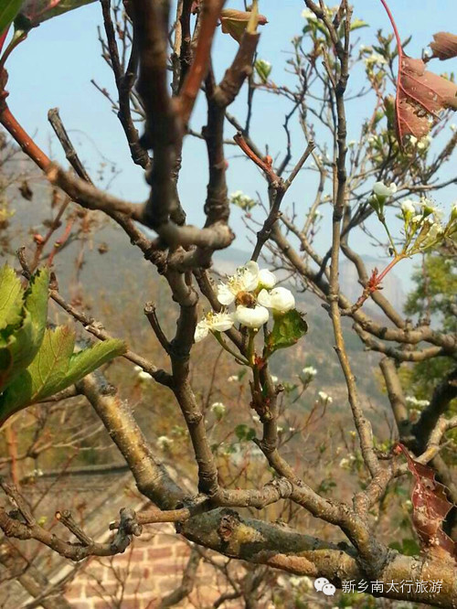 奇！山楂树这时候开花