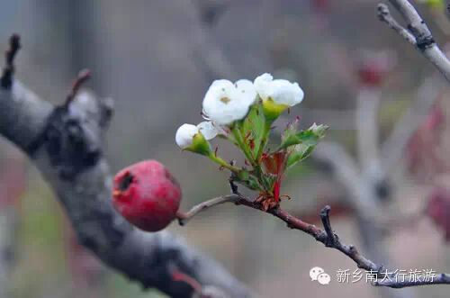 奇！山楂树这时候开花