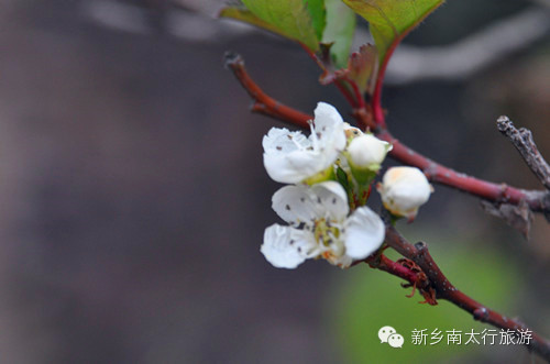 奇！山楂树这时候开花