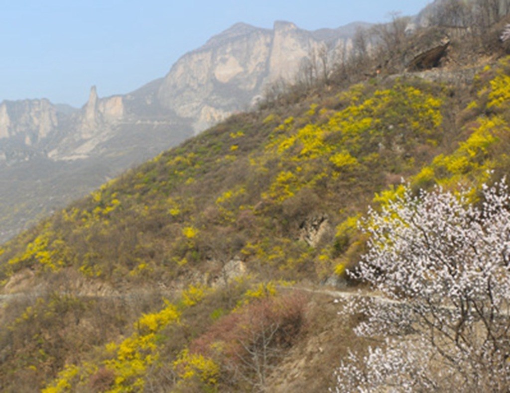阳春三月，正是花开好时节。