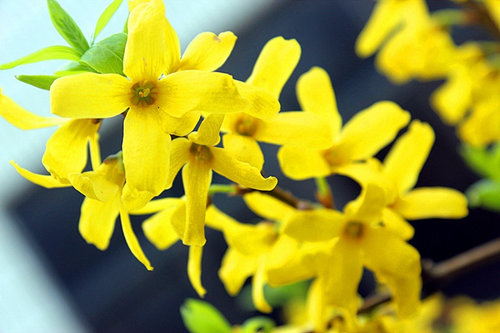 莺飞草长三月天，连翘花开满关山
