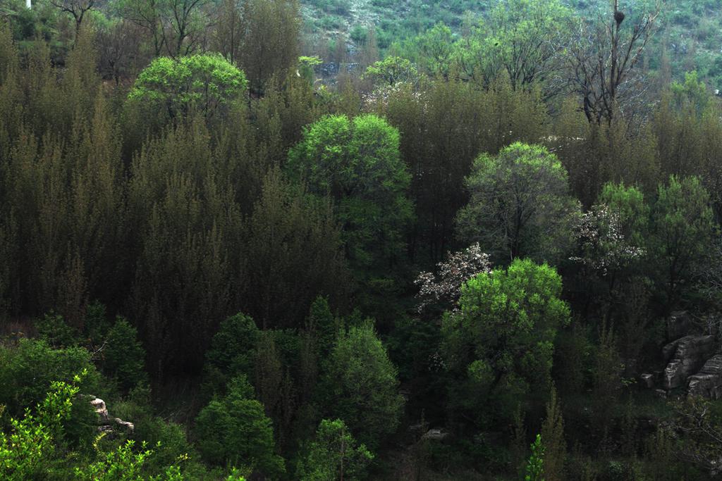 莺飞草长三月天，连翘花开满关山