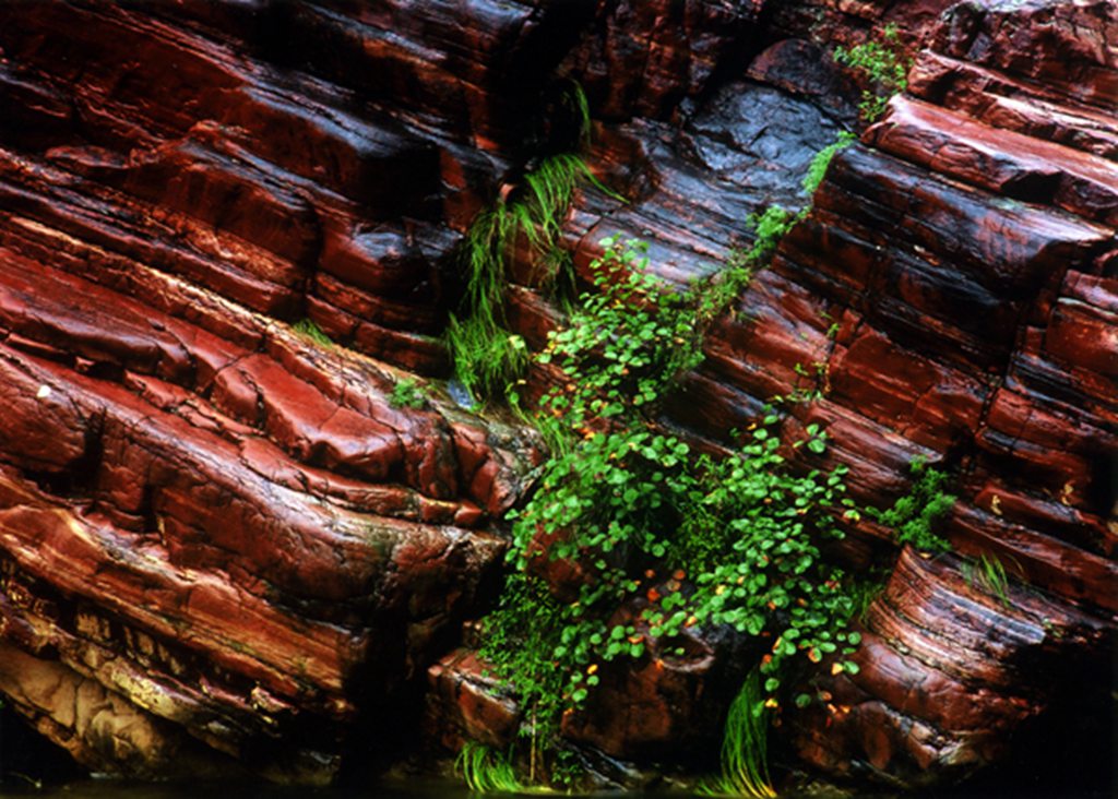 莺飞草长三月天，连翘花开满关山