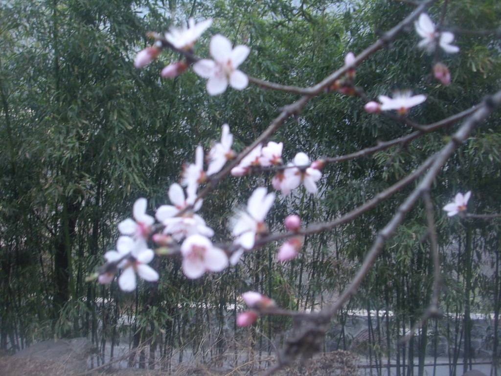 新乡南太行‖八里沟春之韵