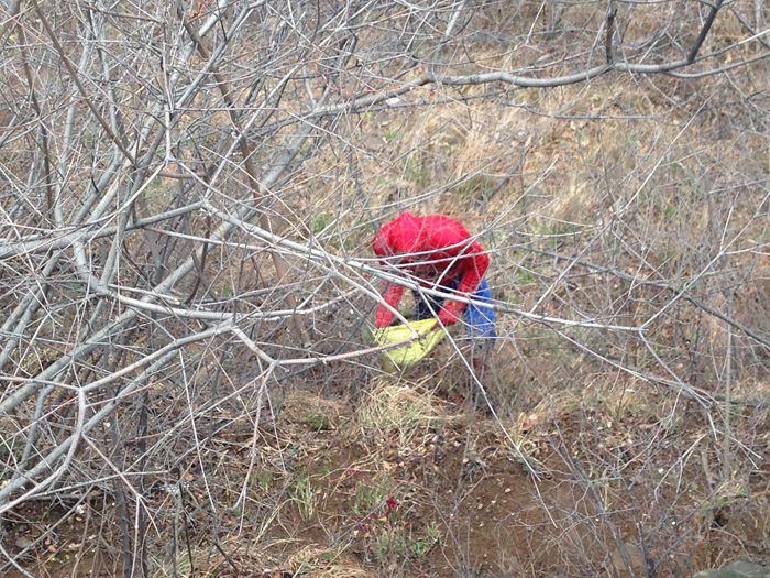 清明小长假 南太行“蜘蛛侠”惹人爱