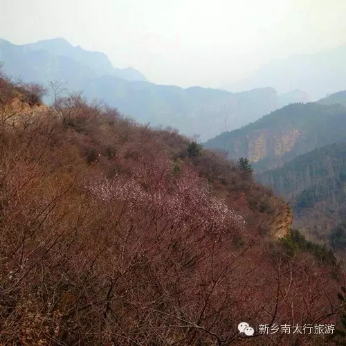 花期预报：让我们知晓花的“心事”