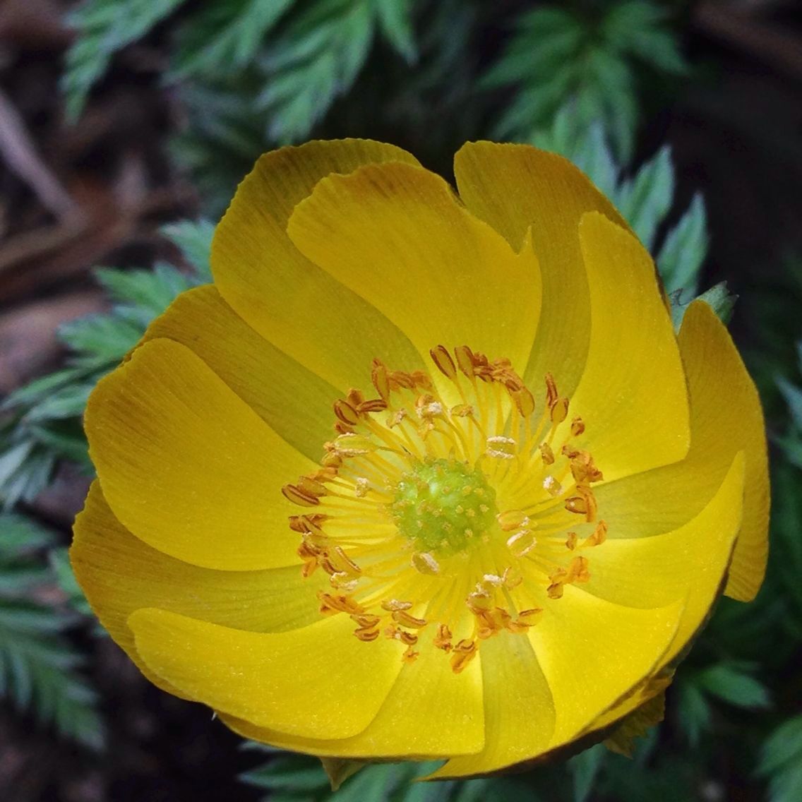 神秘黄雪莲花开关山