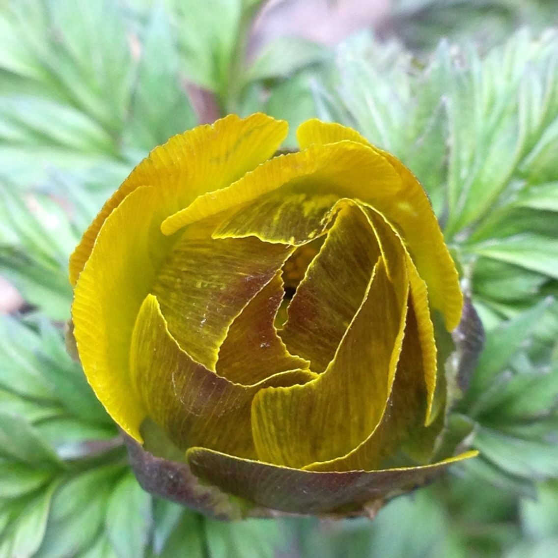 神秘黄雪莲花开关山