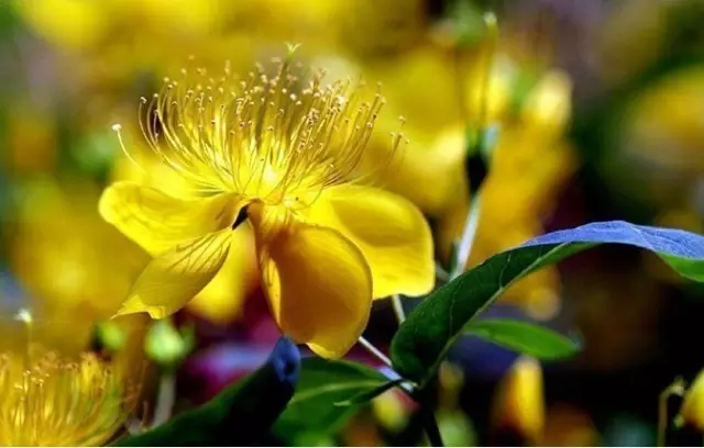 神秘黄雪莲花开关山