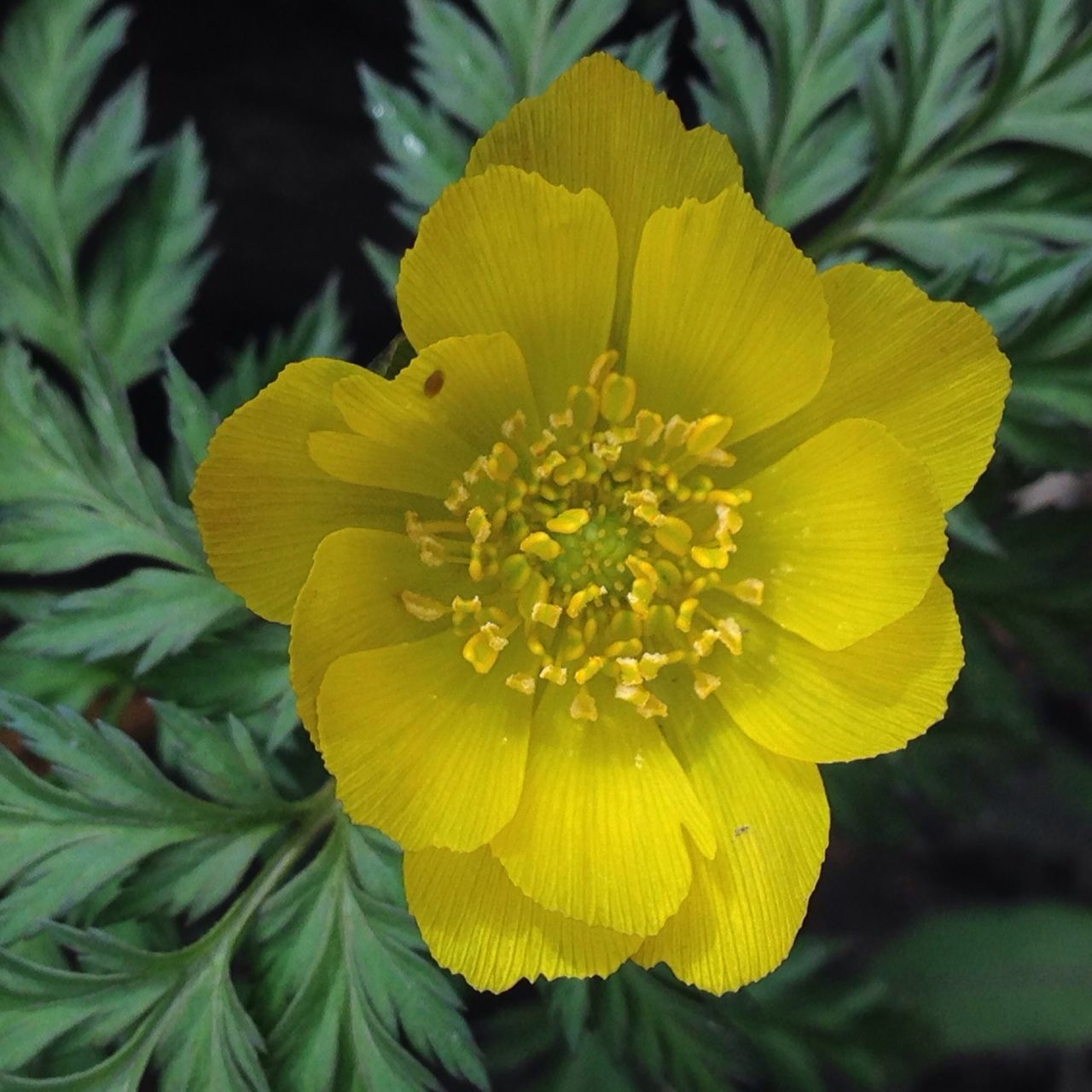神秘黄雪莲花开关山