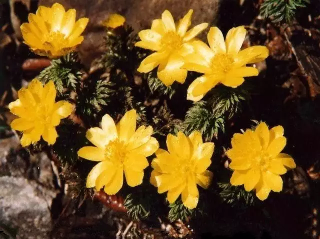 神秘黄雪莲花开关山