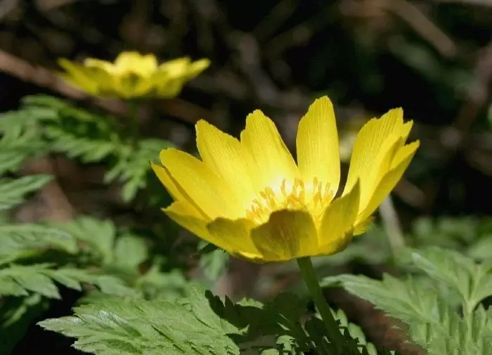 神秘黄雪莲花开关山