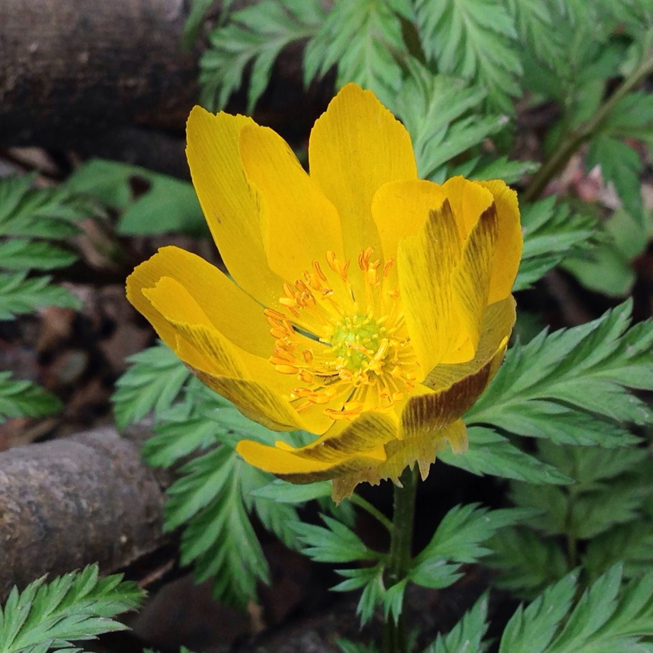 神秘黄雪莲花开关山