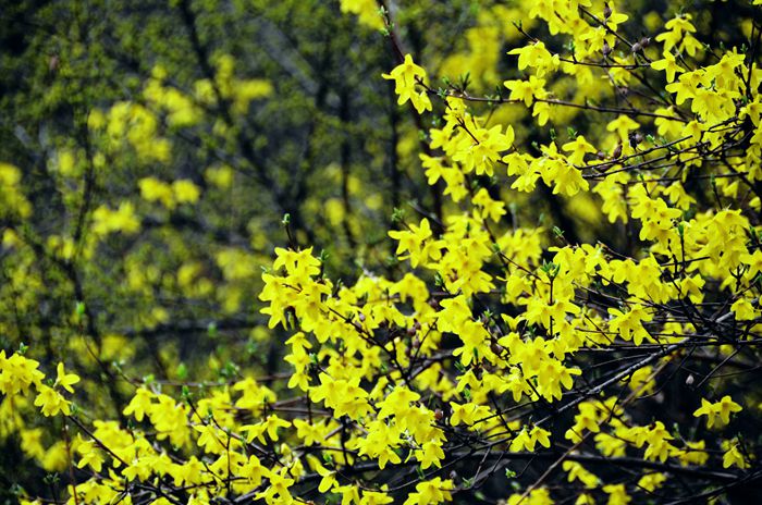 清明小长假 “韩流”青睐南太行