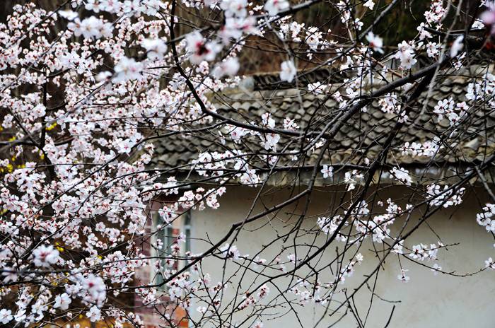 清明小长假 “韩流”青睐南太行