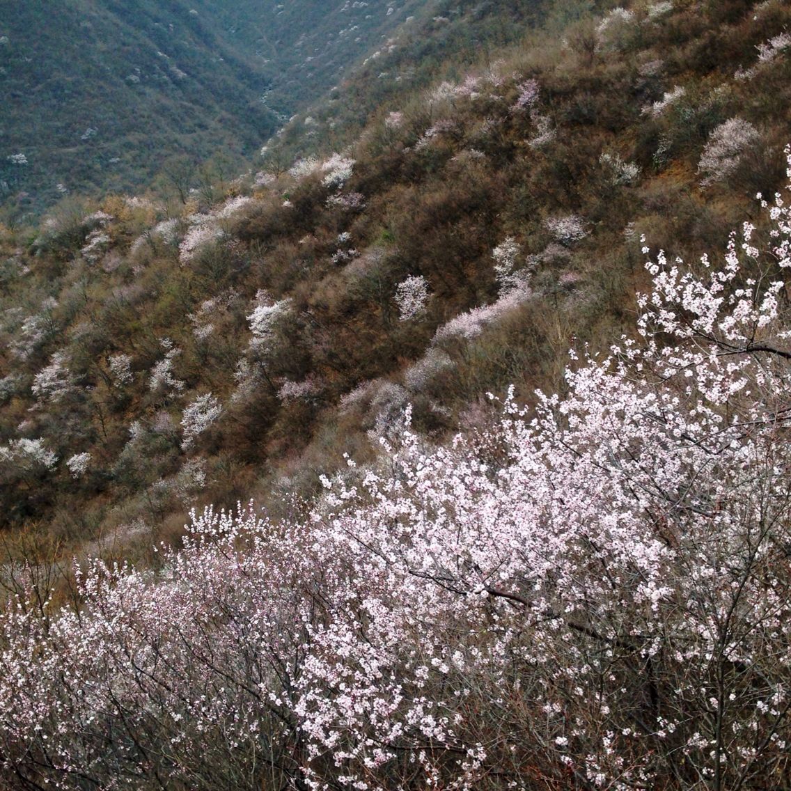 关山桃花也迷人! 关山桃花也迷人!