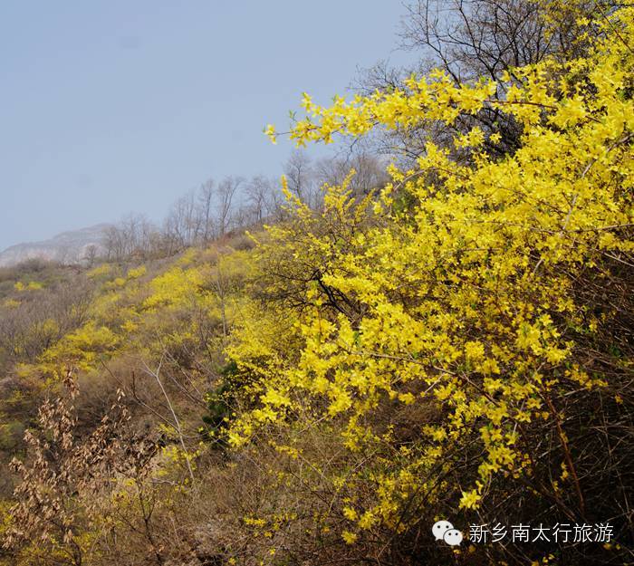 春天来南太行赏连翘，就在眼前！