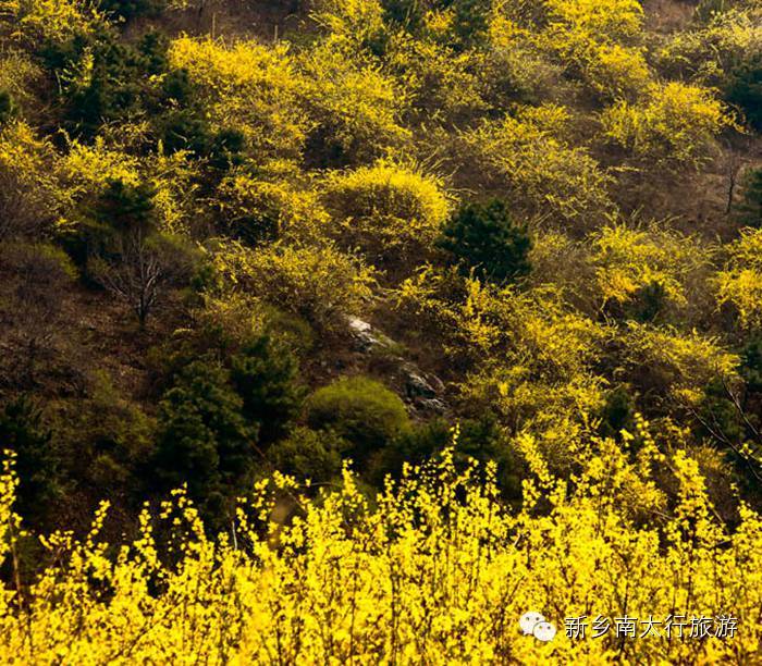 春天来南太行赏连翘，就在眼前！