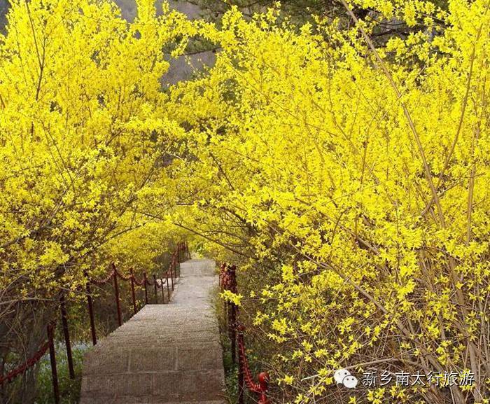 春天来南太行赏连翘，就在眼前！