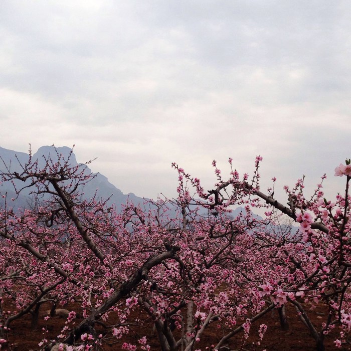 十里桃花八里沟