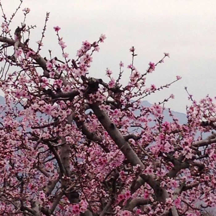 十里桃花八里沟