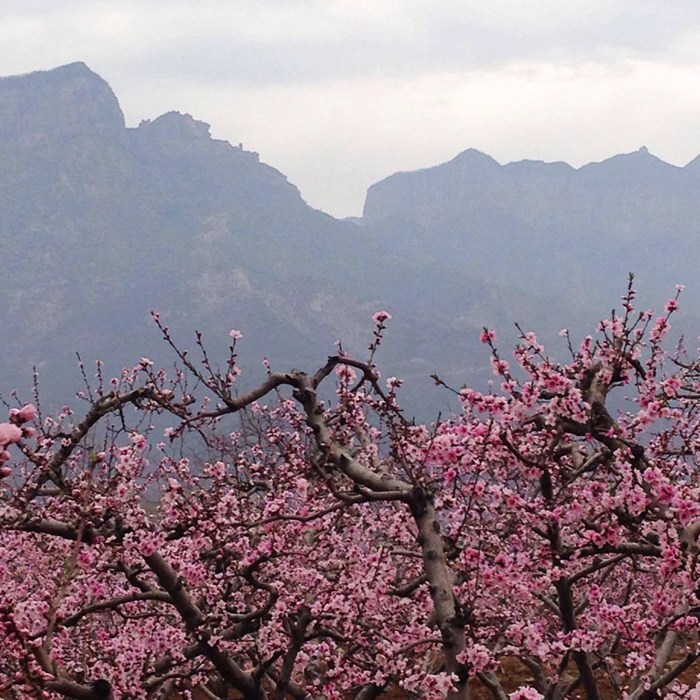 十里桃花八里沟