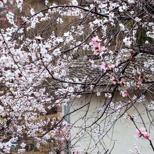 十里桃花八里沟