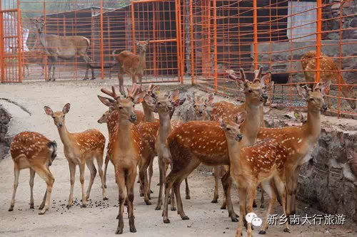 “八里沟的梅花鹿”您想领养吗？