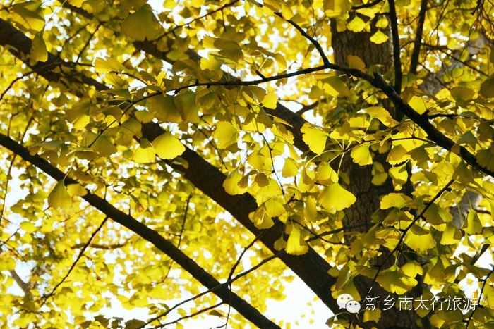 满寺尽带黄金甲