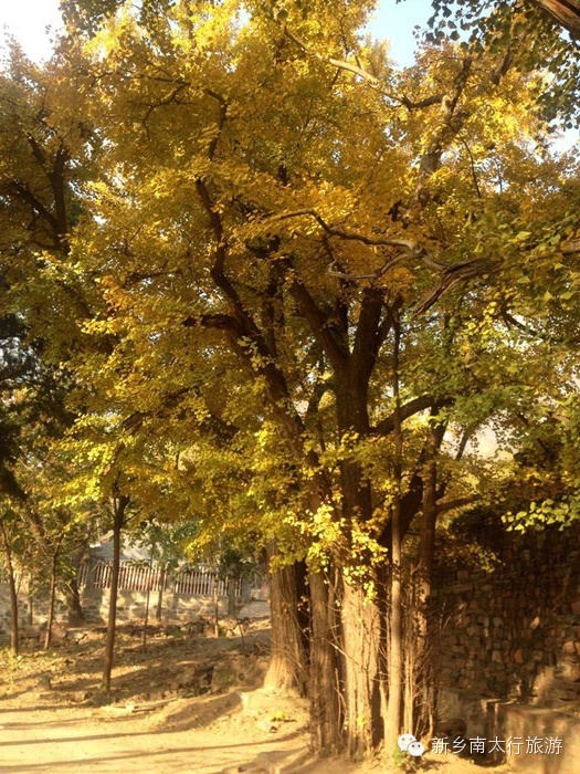 满寺尽带黄金甲