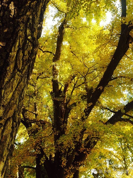 满寺尽带黄金甲