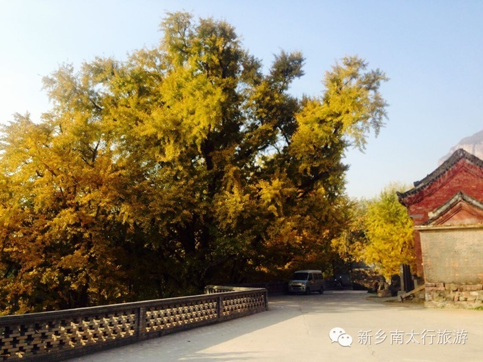 满寺尽带黄金甲