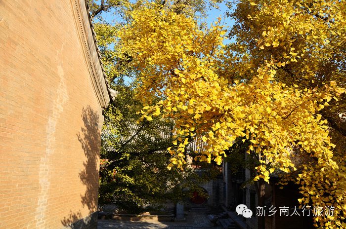 满寺尽带黄金甲