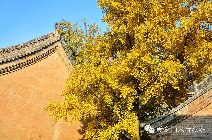 满寺尽带黄金甲