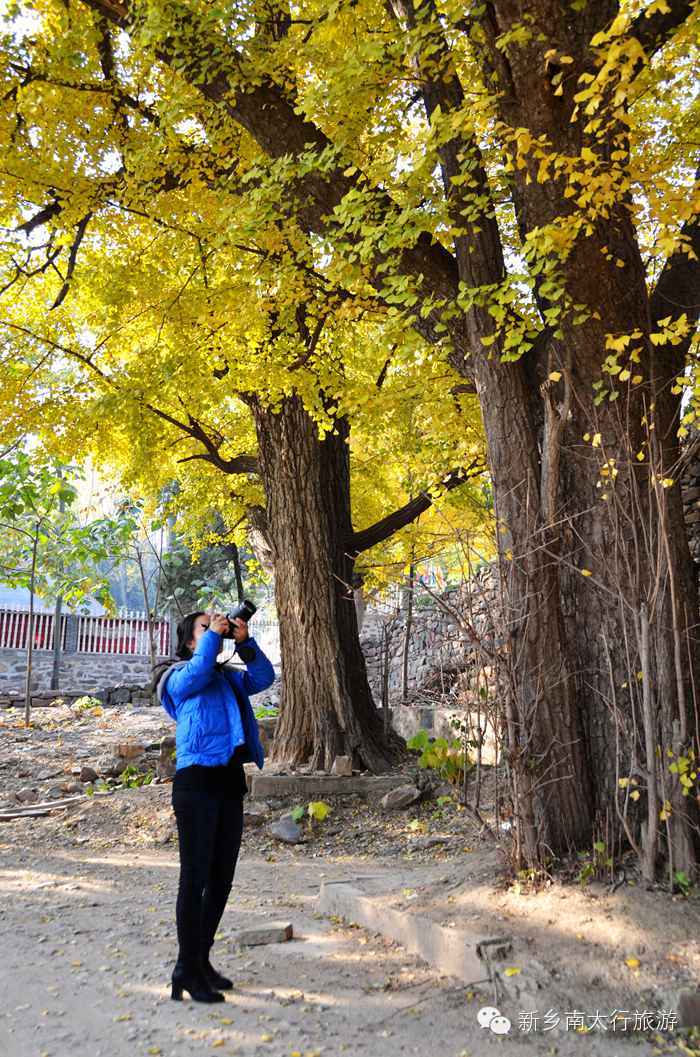 满寺尽带黄金甲