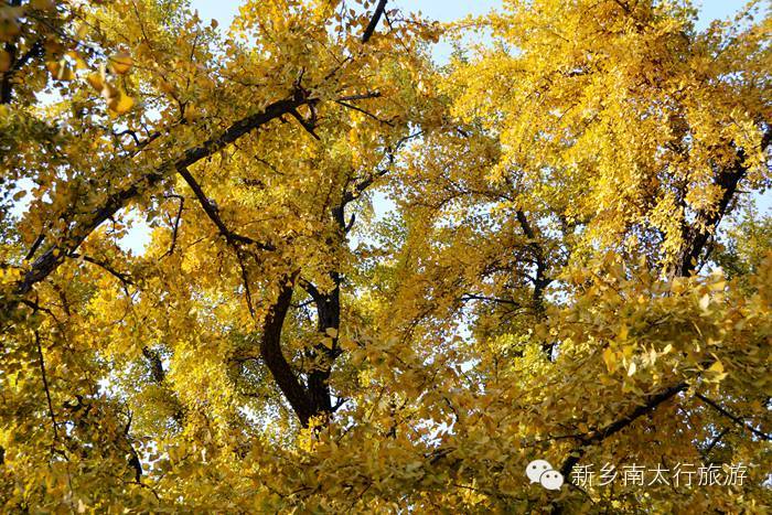 满寺尽带黄金甲