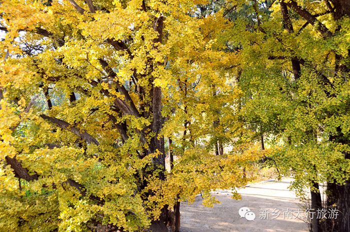 满寺尽带黄金甲