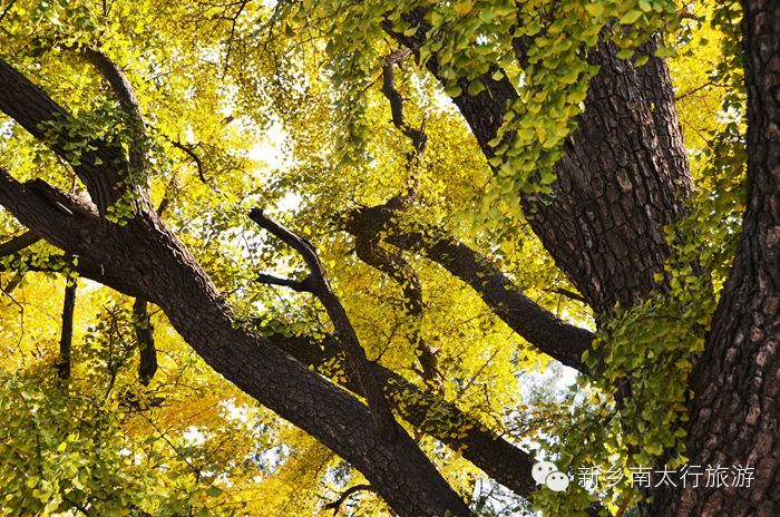 满寺尽带黄金甲