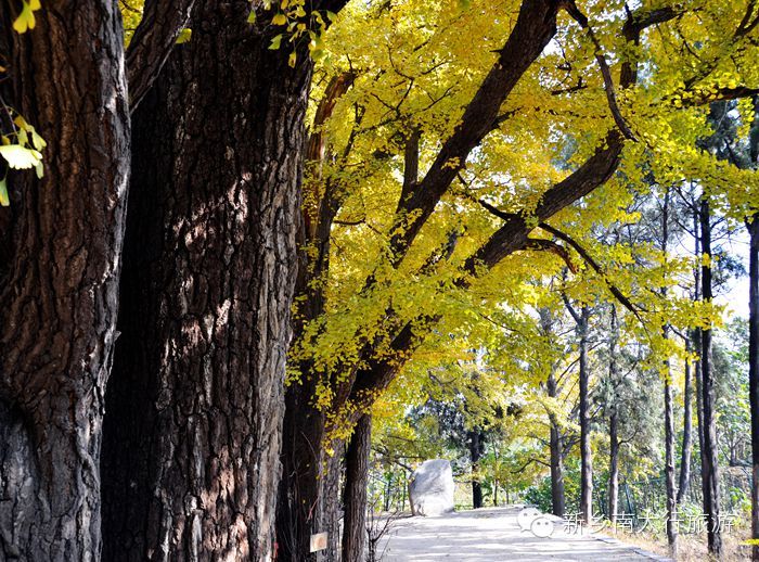 满寺尽带黄金甲