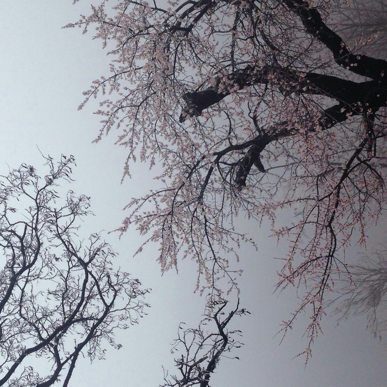 四月清明画春“秋”