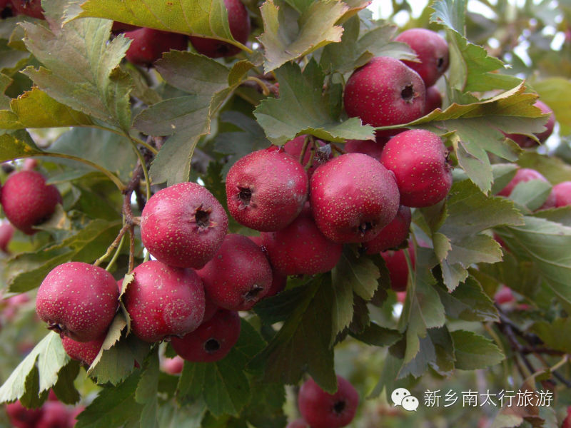 秋染太行 红叶之约