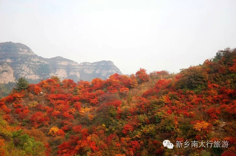 秋染太行 红叶之约